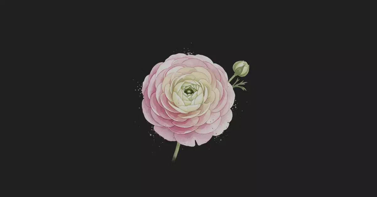 라넌큘러스-꽃말-참고-이미지